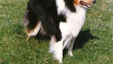 La conmovedora historia de Balto, el perrito atropellado dentro de su casa