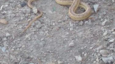 Qué susto: apareció una serpiente en una radio sanjuanina