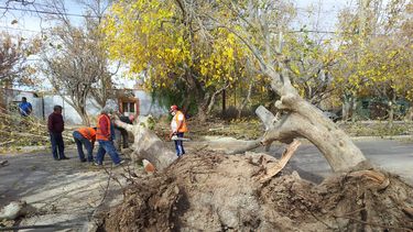 En Rivadavia el viento arrancó árboles de raíz
