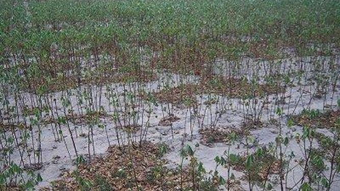 Dos asentamientos inundados en Ullum