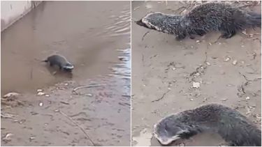 Video: encontraron hurones en Rawson y hubo sorpresa en las redes