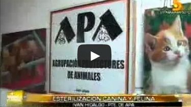 Esterilización canina y felina en Santa Lucía y Pocito