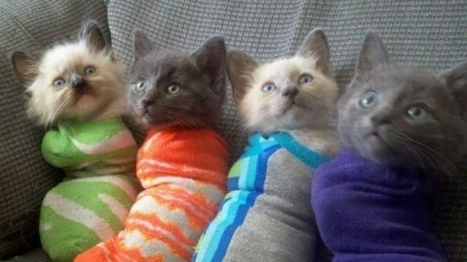 ¡Más fresco que pescando pingüinos! Así estará el tiempo en San Juan este martes