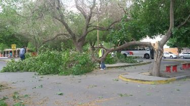 En un camping de San Juan, una rama cayó sobre una nena y le fracturó el cráneo