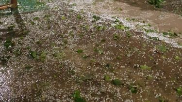 Granizo en San Juan: pérdidas totales para los productores de Marquesado