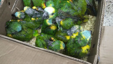 La ruta de los loros habladores en San Juan: de dónde venían y qué pasará con ellos