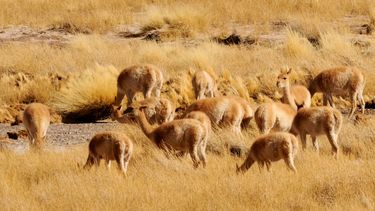 Se podrán ver imágenes en vivo en la página web de San Guillermo