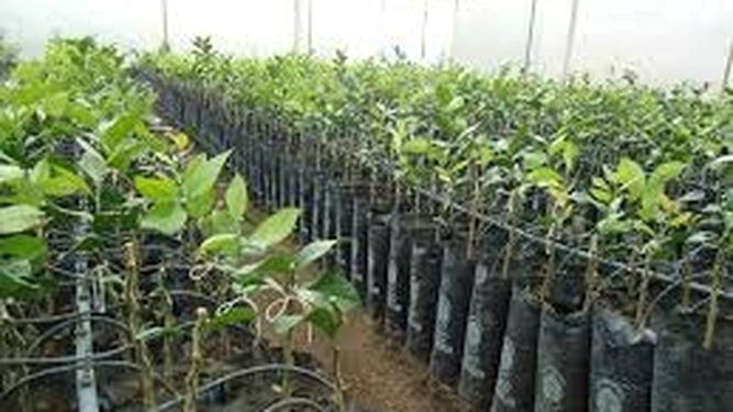 Jornada para viveristas sobre Documento de Tránsito Vegetal