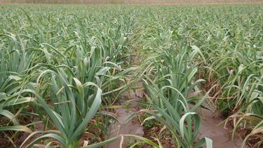 Rawson define las áreas agrícolas que deben ser intangibles