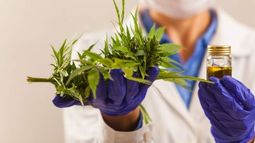 Cannabis medicinal en San Juan: el desafío de la diversificación, con la palabra animarse