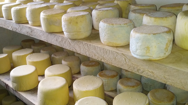 Llega a Valle Fértil una nueva edición de un festival para los amantes de los quesos