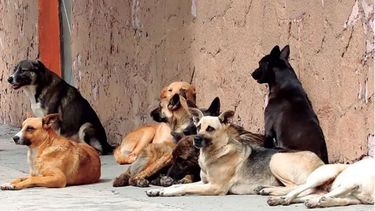 Fuerte reacción de proteccionistas sanjuaninas por la posible eutanasia de perros callejeros en Ullum