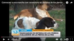 Marcha y cacerolazo en defensa de los perros callejeros
