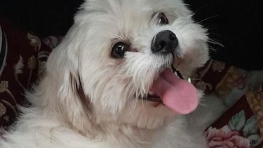 Rescataron a una perrita a la que dejaron encerrada en un auto durante 7 horas