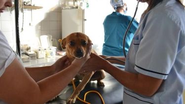 Rawson: Programa de Tenencia Responsable y Sanidad Animal