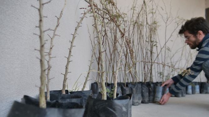 Anchipurac: plantarán 100 árboles autóctonos para proteger la diversidad