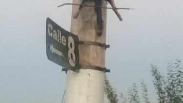 Conmoción: hallan crucificado a un gatito en un poste de luz