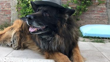 San Juan trabaja en dos importantes leyes para protección de animales de compañía