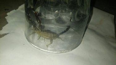 Pánico en las redes por un alacrán en Pocito: ¿venenoso?