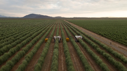 San Juan concentra la principal producción de aceite de oliva del país y busca consolidarse como referente internacional del sector. San Juan concentra la principal producción de aceite de oliva del país y busca consolidarse como referente internacional del sector.