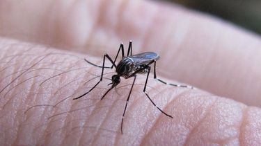 Los casos de dengue siguen aumentando en el país.