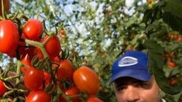 Desde este martes, el III Encuentro Argentino del Tomate