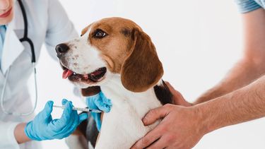 ¿Querés vacunar gratis a tu mascota en Rivadavia?: mirá cuándo y dónde