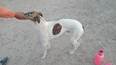 Uno de los galgos rescatados en Albardón en medio de un operativo vinculado a la caza. Uno de los galgos rescatados en Albardón en medio de un operativo vinculado a la caza.