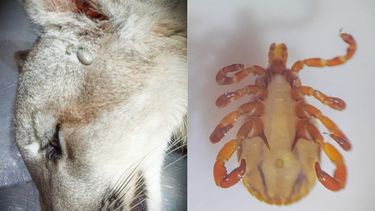 Un estudio sobre una garrapata hizo famosos a los sanjuaninos