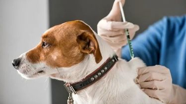 Habrá vacunación antirrábica en un departamento de San Juan