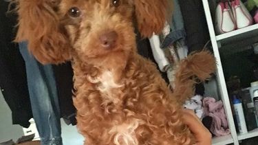 Una sanjuanina ofrece 5.000 pesos para encontrar su caniche