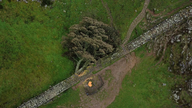 Dos hombres presos por talar el árbol de Robin Hood y vandalizar el muro de Adriano