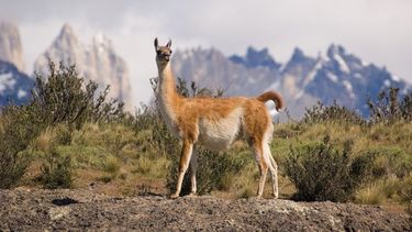 Polémica: autorizaron la venta de carne de guanaco en todo el país