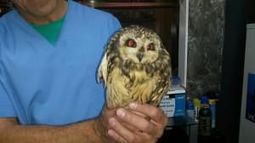 Rescatan a un lechuzo que no es autóctono de la provincia
