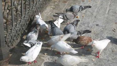 Estudiarán a las palomas de Capital para evitar enfermedades