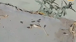La escuela albergue de Iglesia amaneció invadida por una plaga de chinches chilenas. Trabajan para eliminarlas.