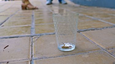 ¡Qué susto! Un alacrán caminando en una vereda de pleno centro