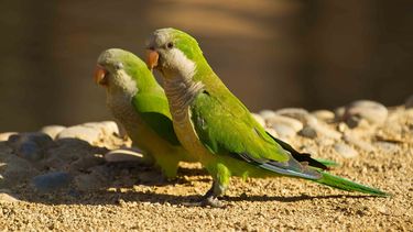 ¿Plaga de catas en el Gran San Juan?, los detalles y la mirada de un especialista