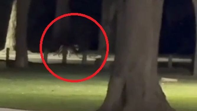 Peligroso: observan a un puma en los parques de la Quebrada de Zonda