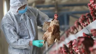 Chile confirmó que un ciudadano de 53 años contrajo la gripe aviar.