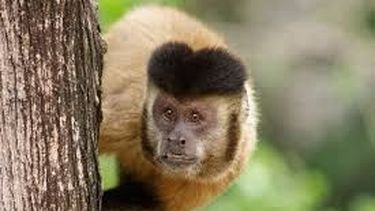 ¿Y el mono?; policías y bomberos no pudieron atraparlo en Rivadavia