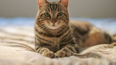 Gato. Imagen ilustrativa