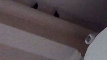 ¿Hay un palomar en el salón de actos de la Escuela Hogar?