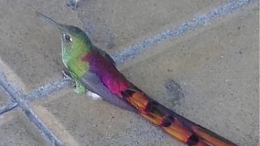 En la calma de la ciudad, el día que un picaflor cometa macho sorprendió a vecinos de Capital