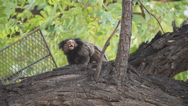 El mono que fue hallado en Capital, justo antes de ser rescatado.