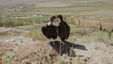 ¿Por qué se celebra el 10 de diciembre el Día de los Derechos Animales?