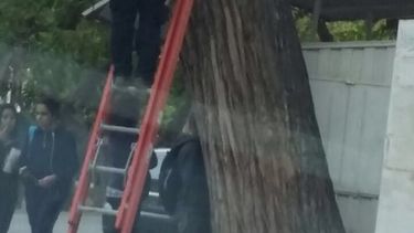 Un kiosquero colgó una antena de DirecTV en un árbol y lo clausuraron