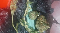 La droga que trasladaban los jóvenes de 14 y 16 años que fueron aprehendidos. La droga que trasladaban los jóvenes de 14 y 16 años que fueron aprehendidos.