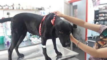 Una buena: le dieron de alta a la perrita caucetera que fue violada y empalada
