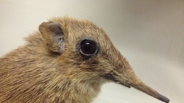 Un nuevo virus está robándose la atención de la comunidad científica en China